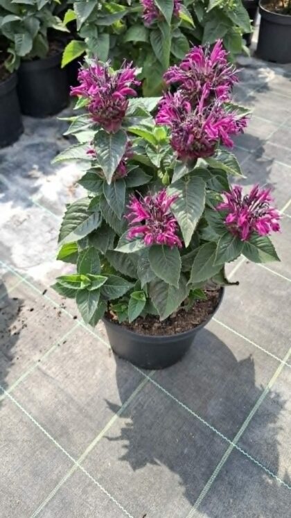 Méhbalzsam-Monarda 'Bee Pure'