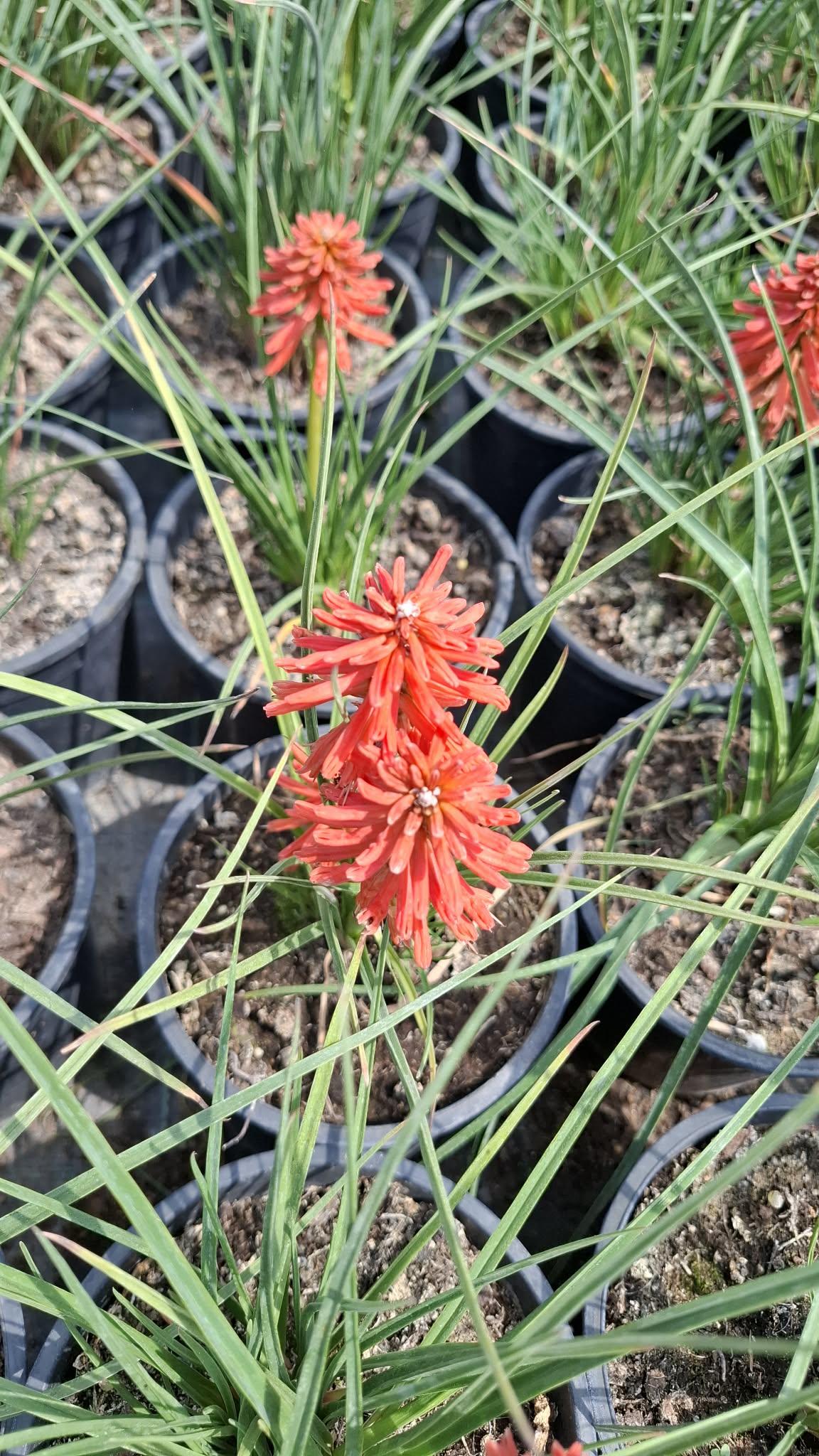 Fáklyaliliom-Kniophia 'Poco Red' - Image 2