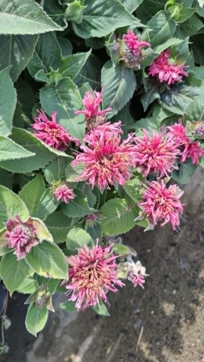 Méhbalzsam-Monarda 'Pink Lace'