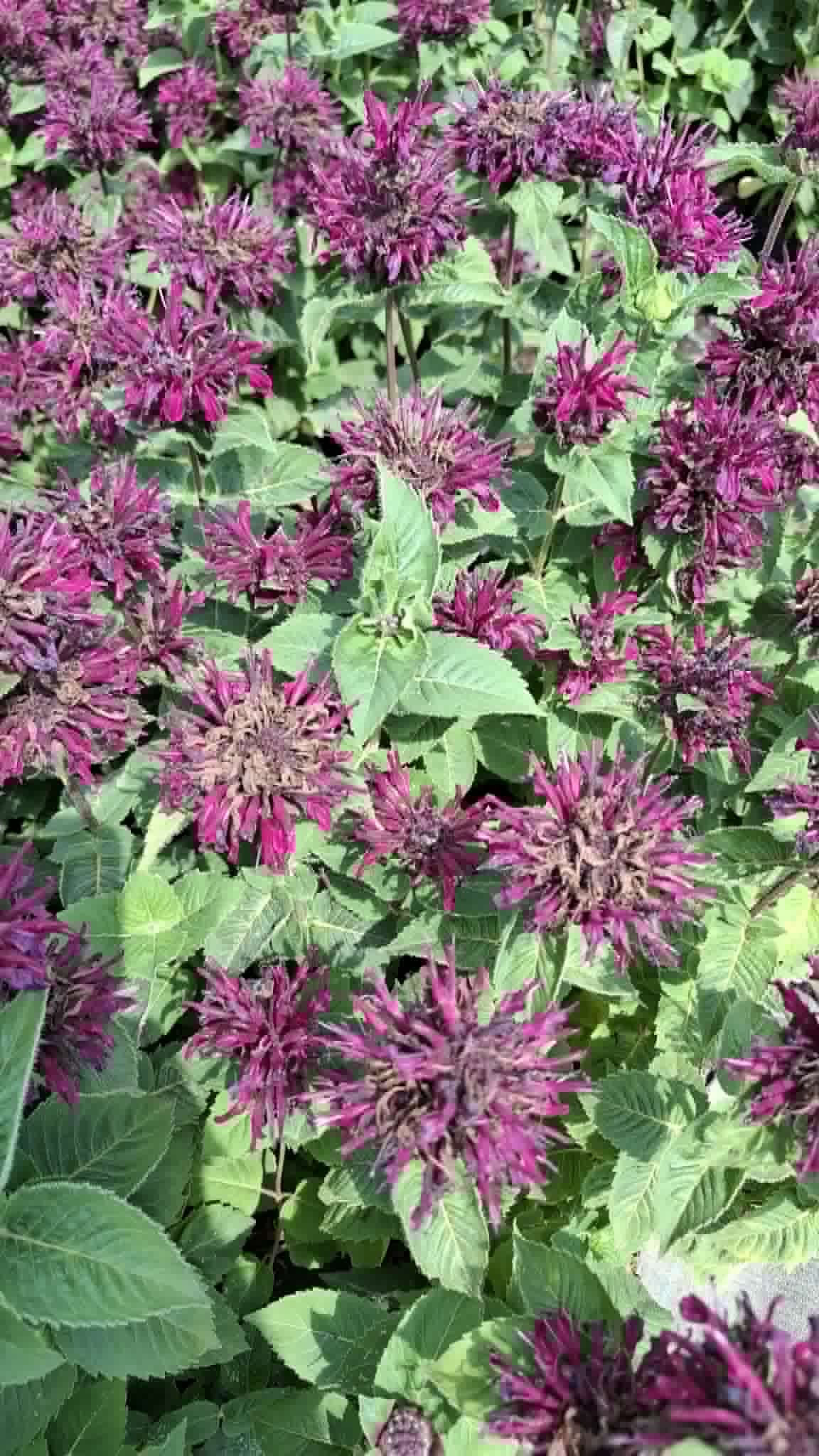 Méhbalzsam-Monarda 'Bee True' - Image 2