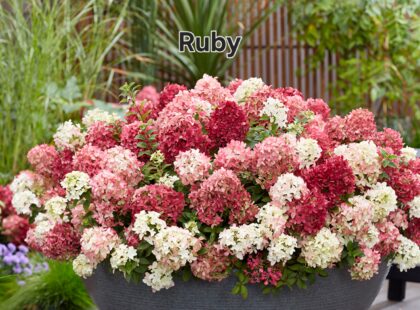Talajtakaró hortenzia-Groundbreaker 'Ruby'
