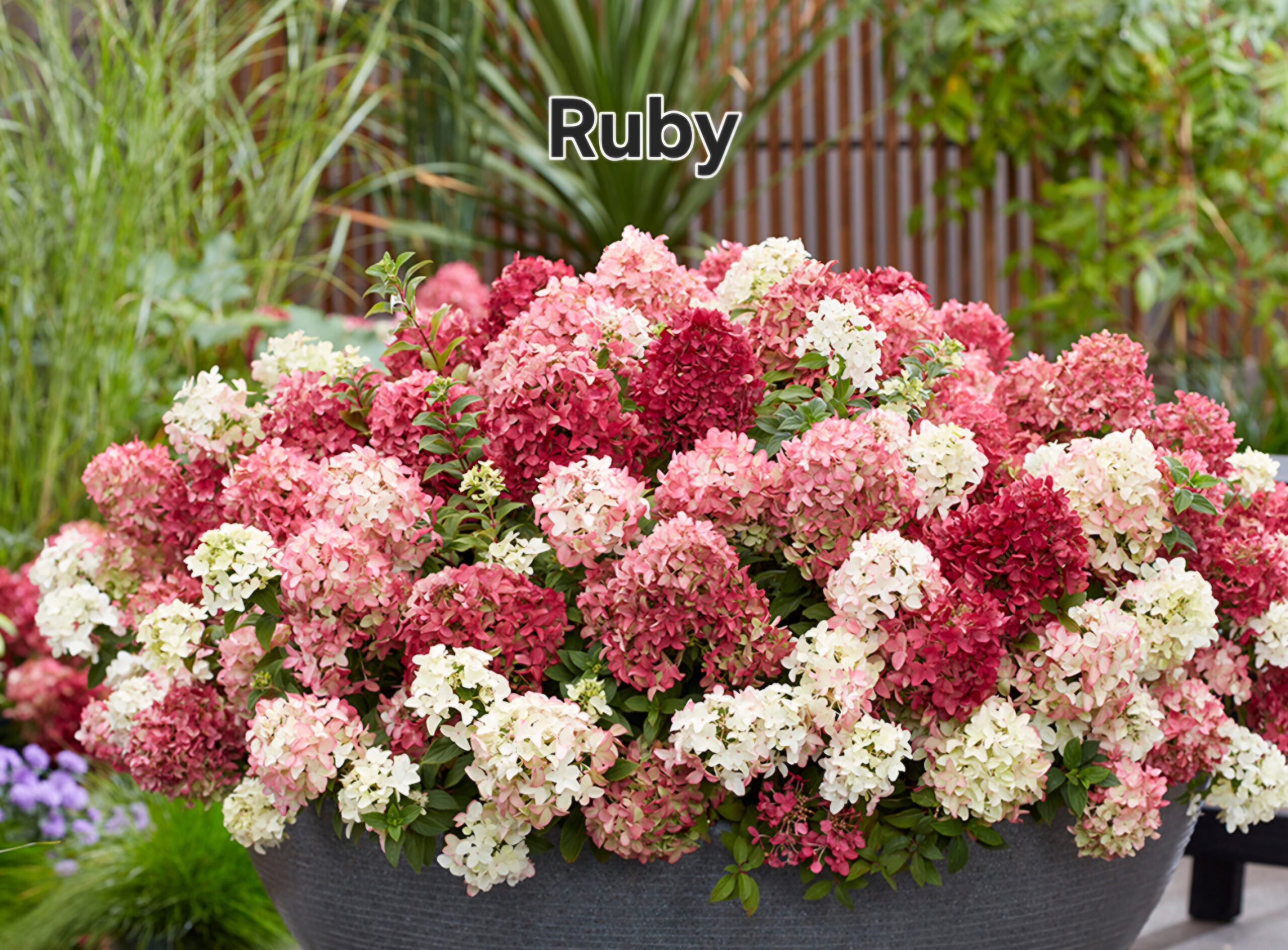 Talajtakaró hortenzia-Groundbreaker 'Ruby'