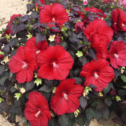 Mocsári hibiszkusz – Hibiscus 'Holy Grail'