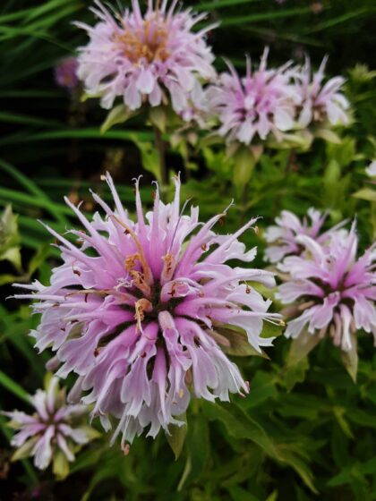 Méhbalzsam-Monarda 'Schneewittchen'
