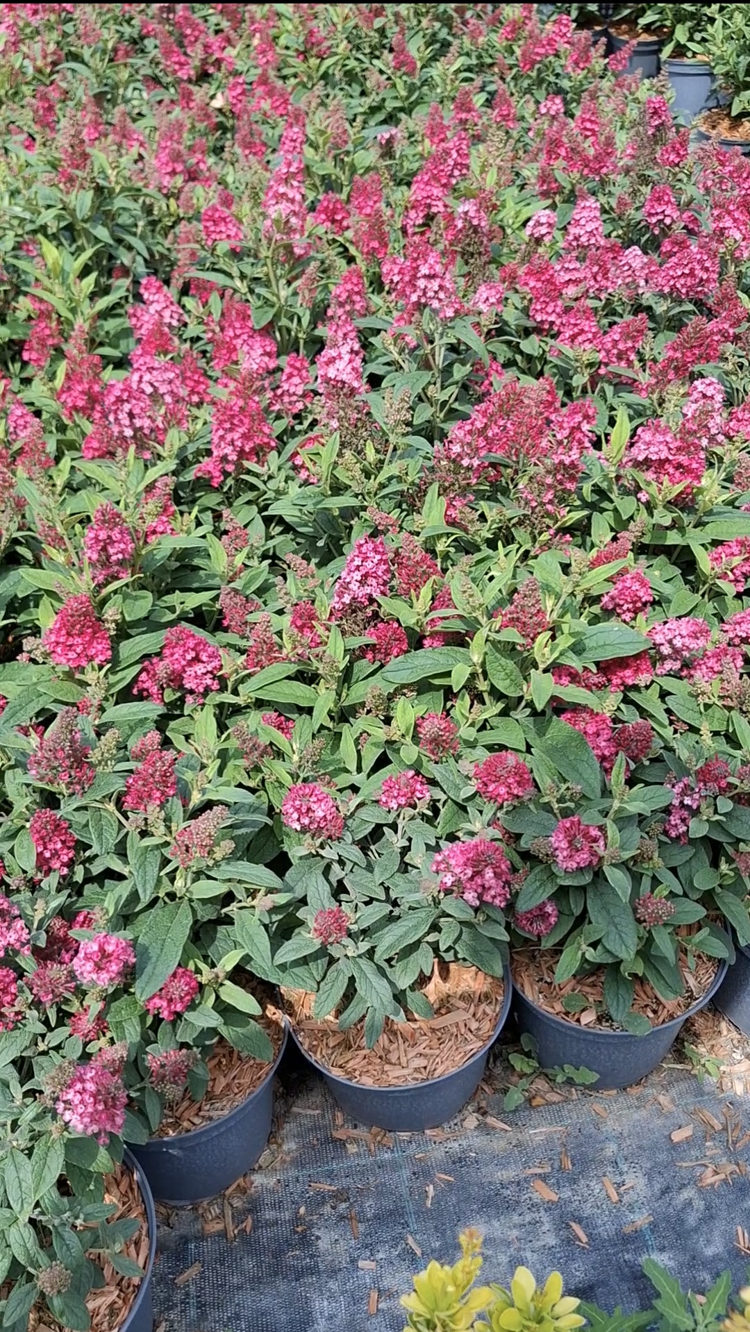 Törpe Nyári orgona-Buddleia Little ruby - Image 2