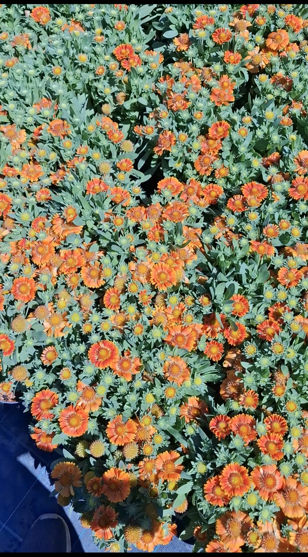 Kokárdavirág-Gaillardia'Orange' - Image 2