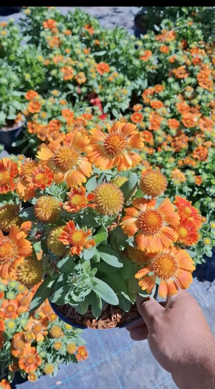 Kokárdavirág-Gaillardia'Orange'