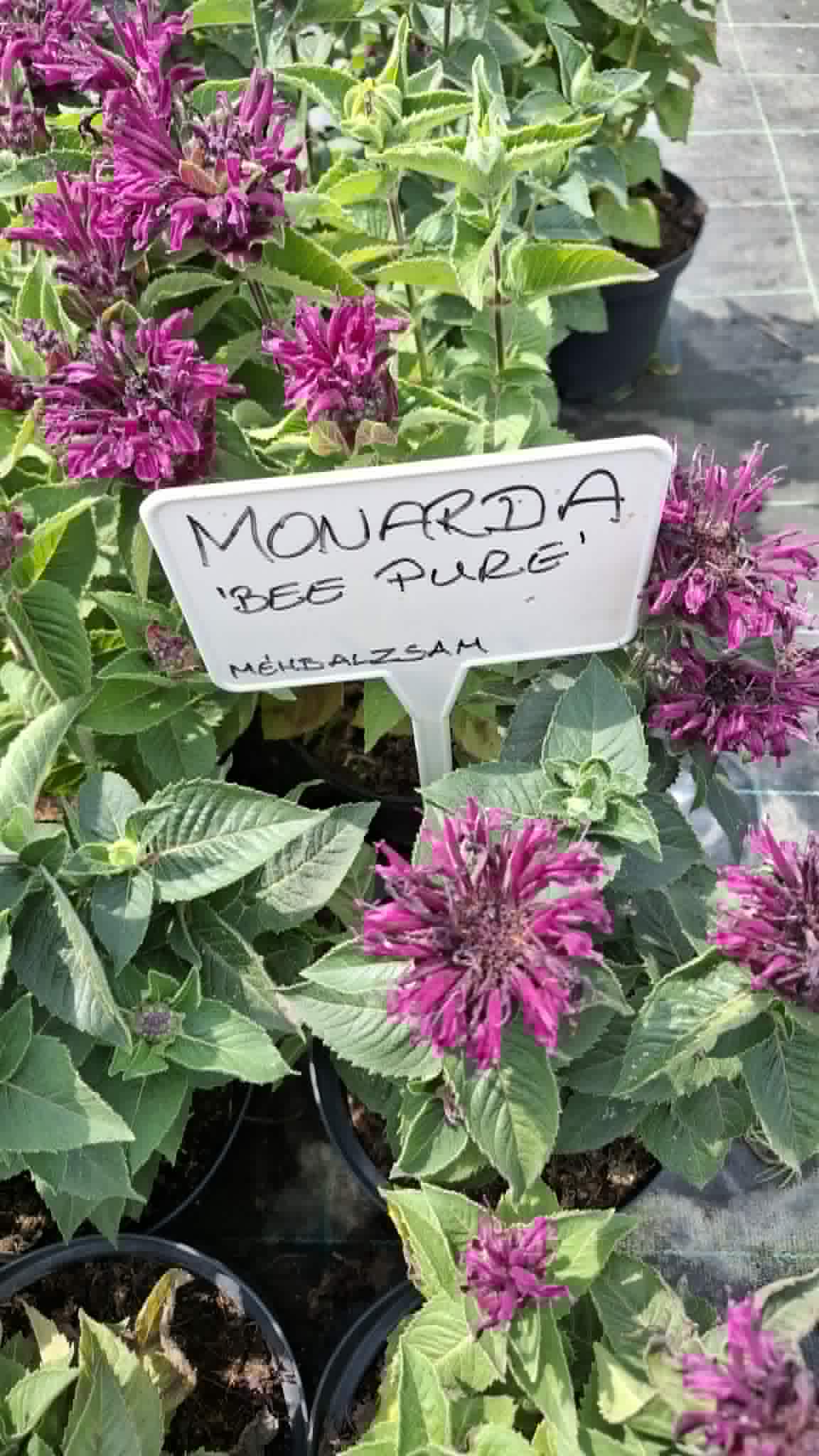 Méhbalzsam-Monarda 'Bee Pure' - Image 2