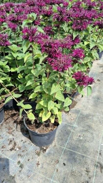 Méhbalzsam-Monarda 'Bee True'