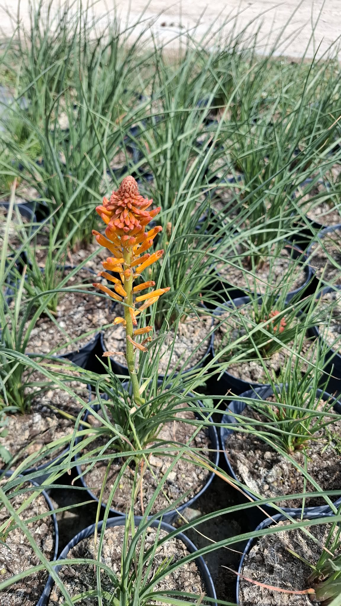 Fáklyaliliom-Kniophia 'Orange' - Image 2