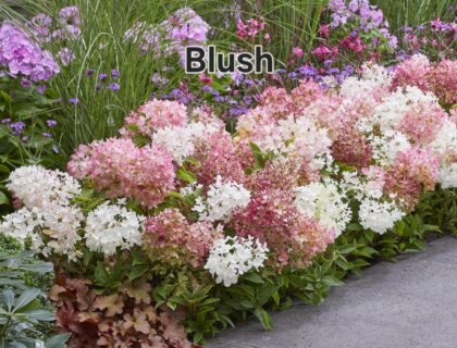 Talajtakaró hortenzia-Groundbreaker 'Blush'