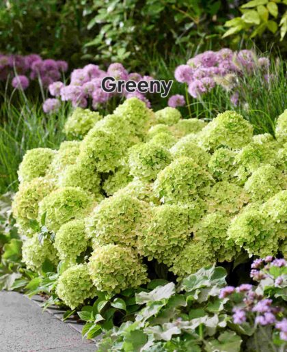 Talajtakaró hortenzia-Groundbreaker 'Greeny'