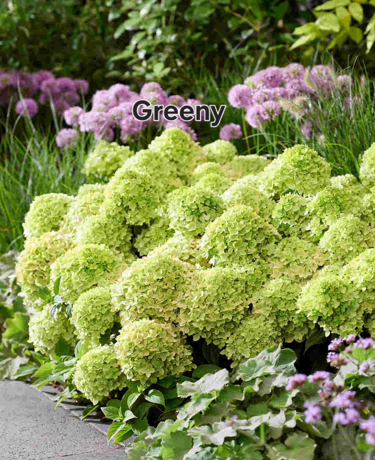 Talajtakaró hortenzia-Groundbreaker 'Greeny'