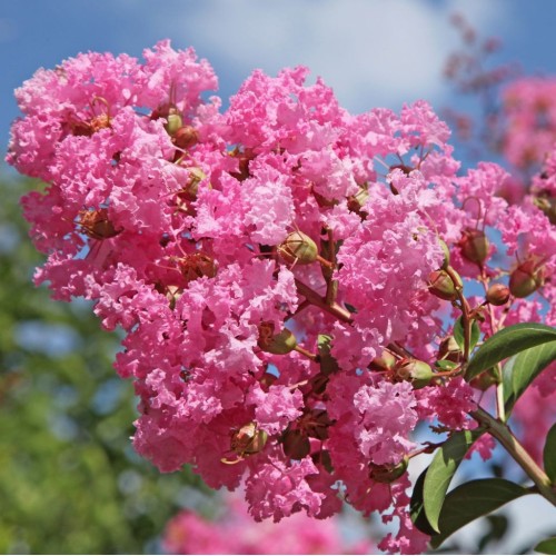 Selyemmirtusz-Lagestroemia 'Rubra'