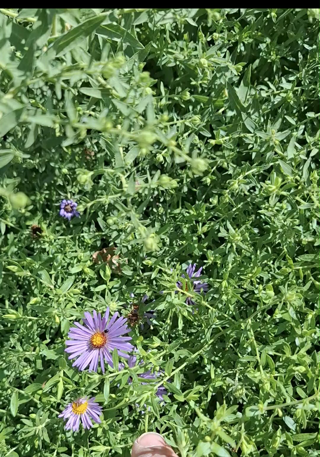 Törpe őszirózsa-Aster dumosus 'Purple' - Image 2