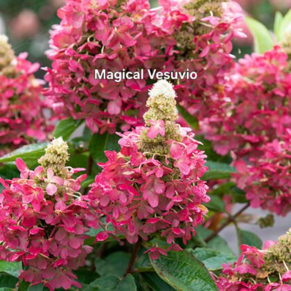 Bugás hortenzia-Hydrangea paniculata 'Magical Vesuvio'