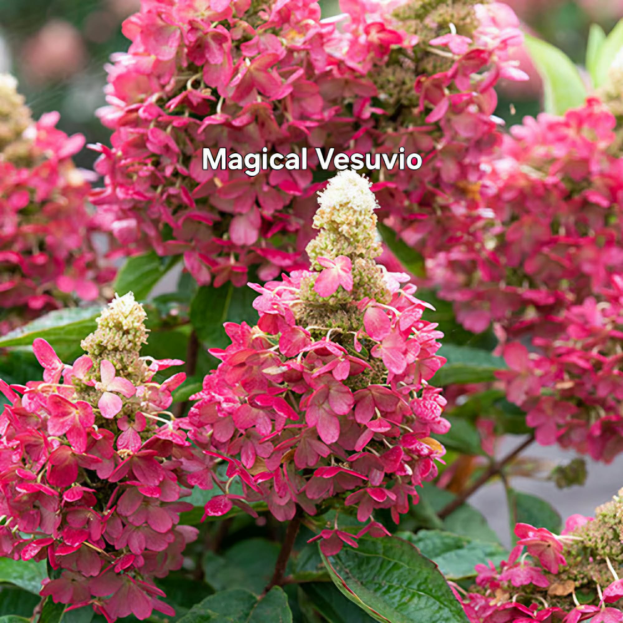 Bugás hortenzia-Hydrangea paniculata 'Magical Vesuvio'