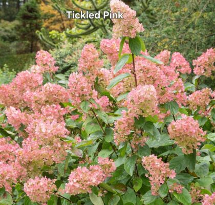 Bugás hortenzia-Hydrangea paniculata 'Tickled Pink'