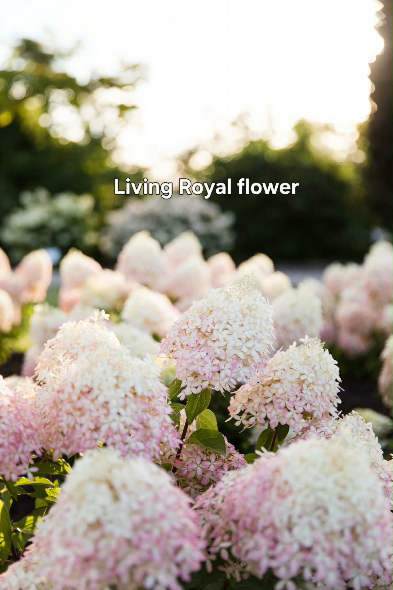 Bugás hortenzia (Hydrangea paniculata 'Livin Royal Flower'