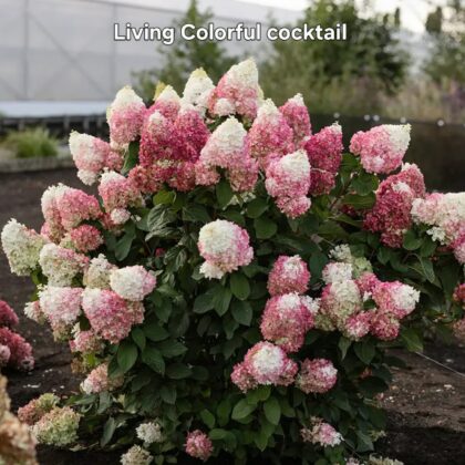 Bugás hortenzia-Hydrangea paniculata 'Living Colorful cocktail'