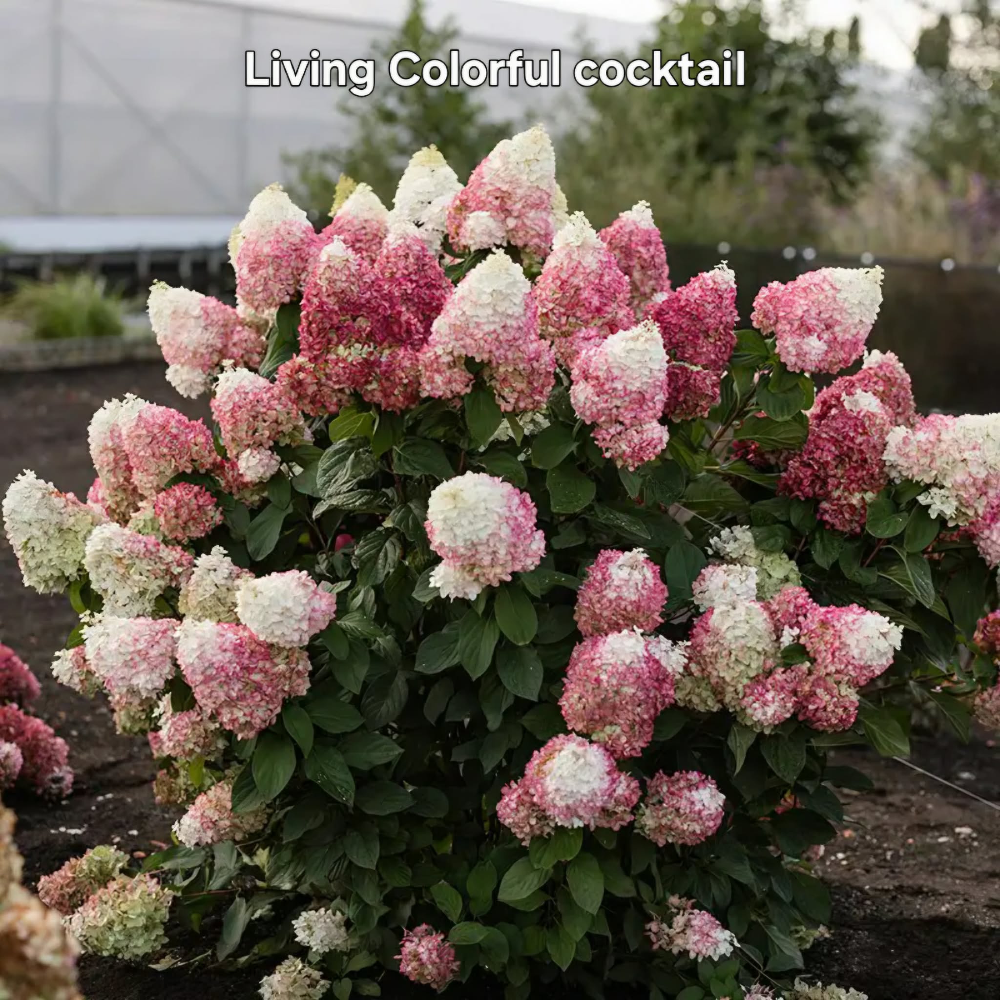 Bugás hortenzia-Hydrangea paniculata 'Living Colorful cocktail'
