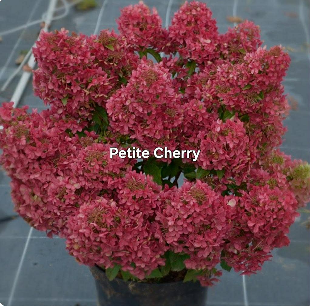 Bugás hortenzia-Hydrangea paniculata 'Petite Cherry'