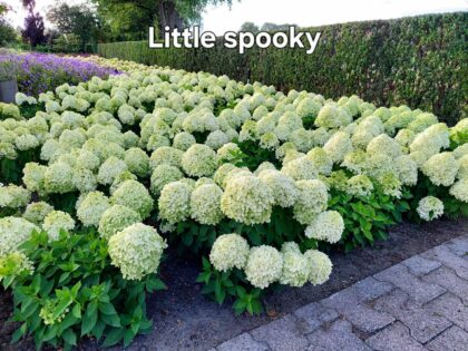 Bugás hortenzia-Hydrangea paniculata 'Little spooky'