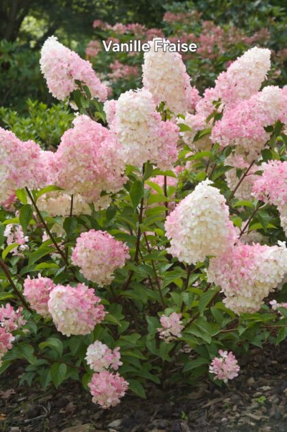 Bugás hortenzia-Hydrangea paniculata 'Vanille Fraise'