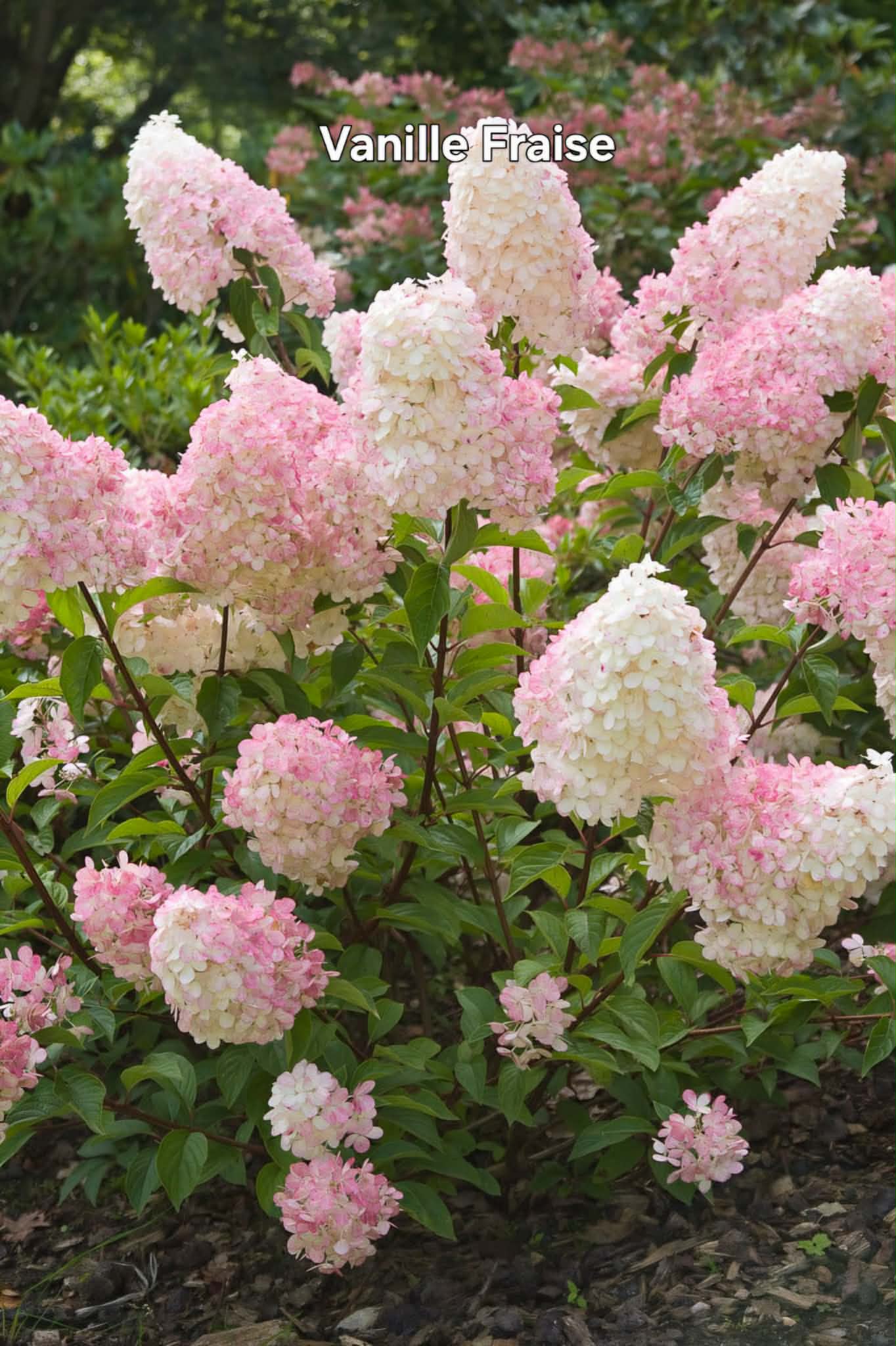 Bugás hortenzia-Hydrangea paniculata 'Vanille Fraise'