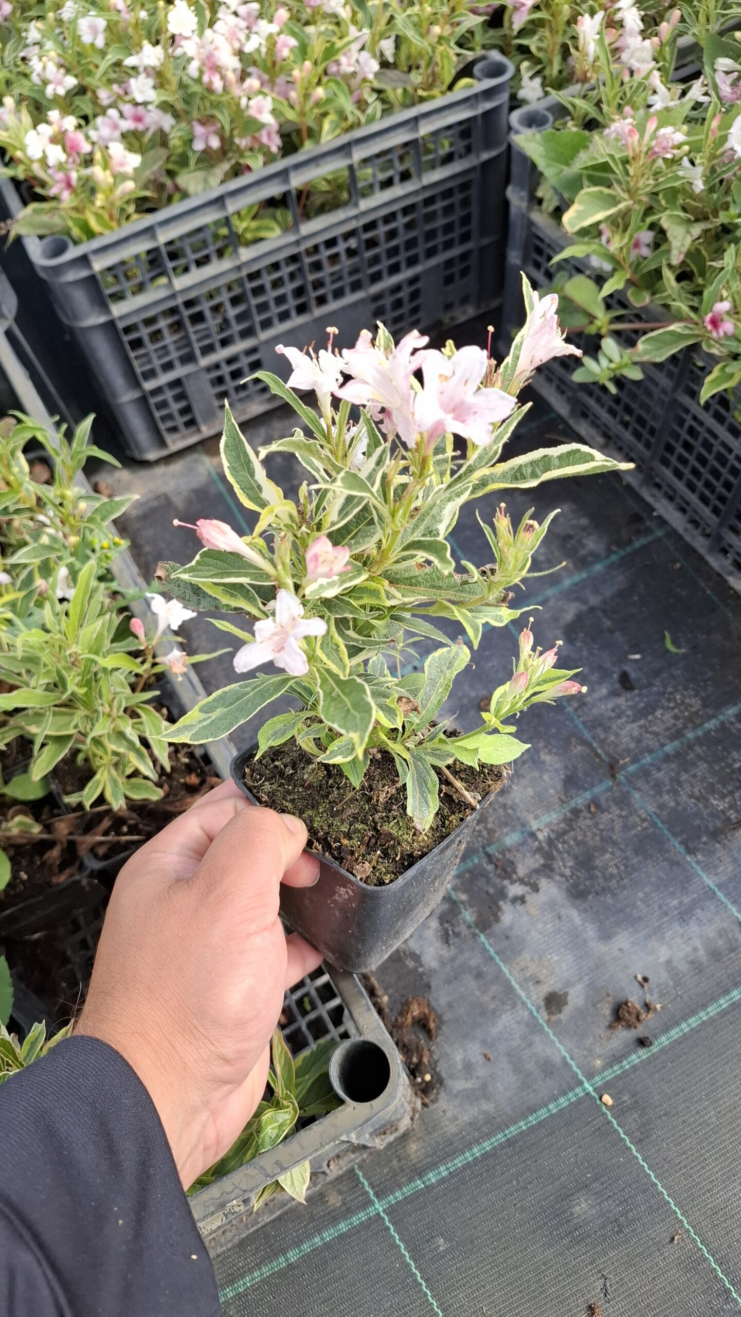 Tarka rózsalonc -Weigela P9 - Image 2