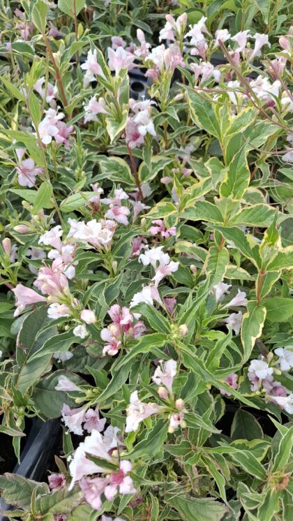 Tarka rózsalonc -Weigela P9