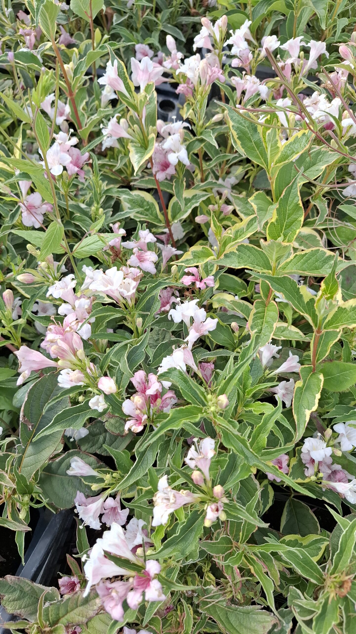 Tarka rózsalonc -Weigela P9 - Vargas's kertészet
