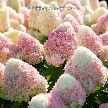 Bugás hortenzia-Hydrangea paniculata 'Living Candy Love'