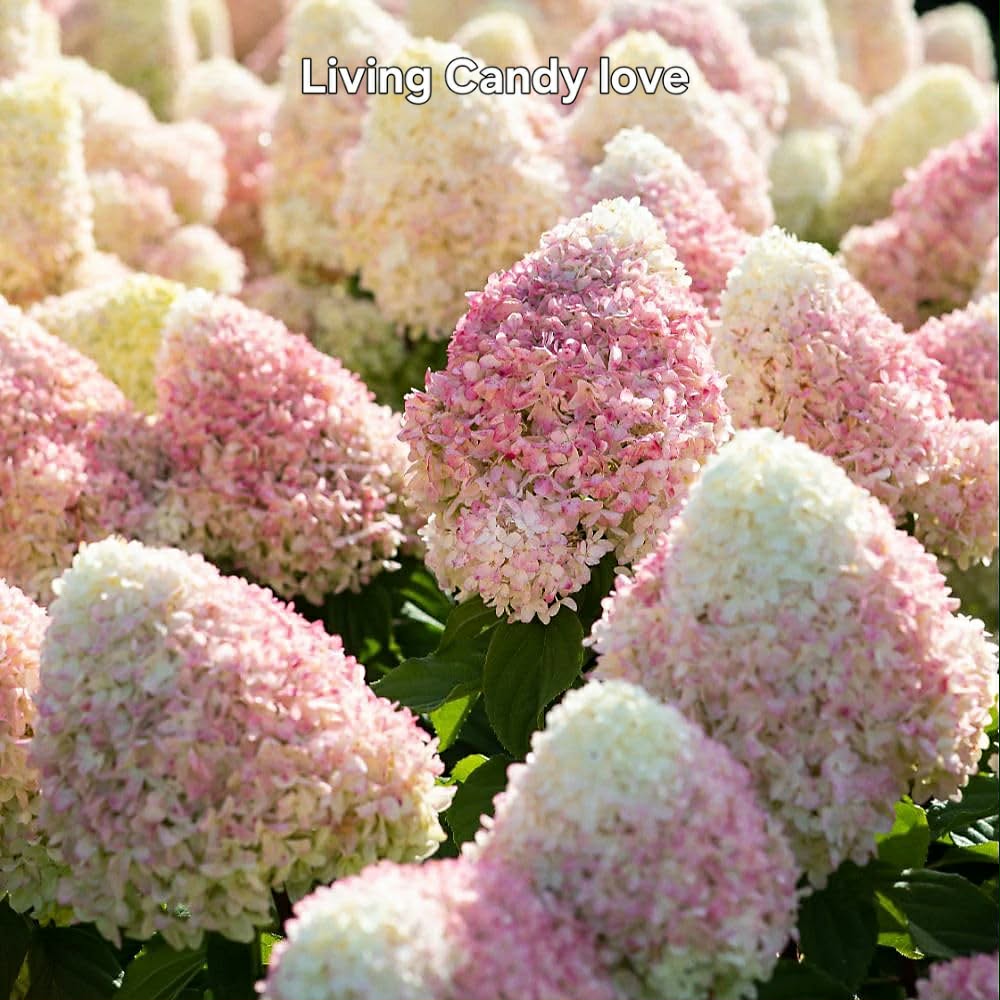 Bugás hortenzia-Hydrangea paniculata 'Living Candy Love'