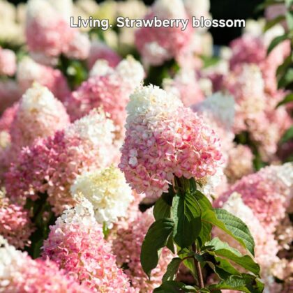 Bugás hortenzia-Hydrangea paniculata 'Living Strawberry Blossom'