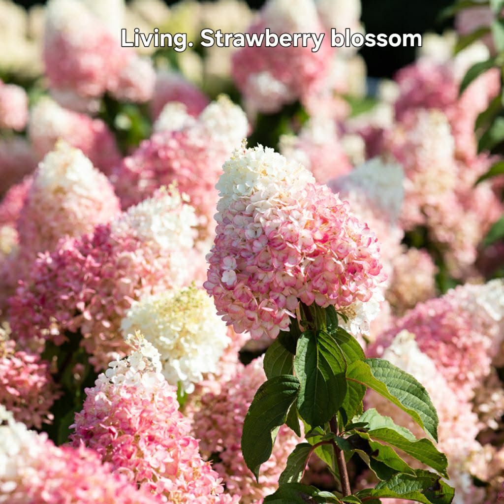 Bugás hortenzia-Hydrangea paniculata 'Living Strawberry Blossom'