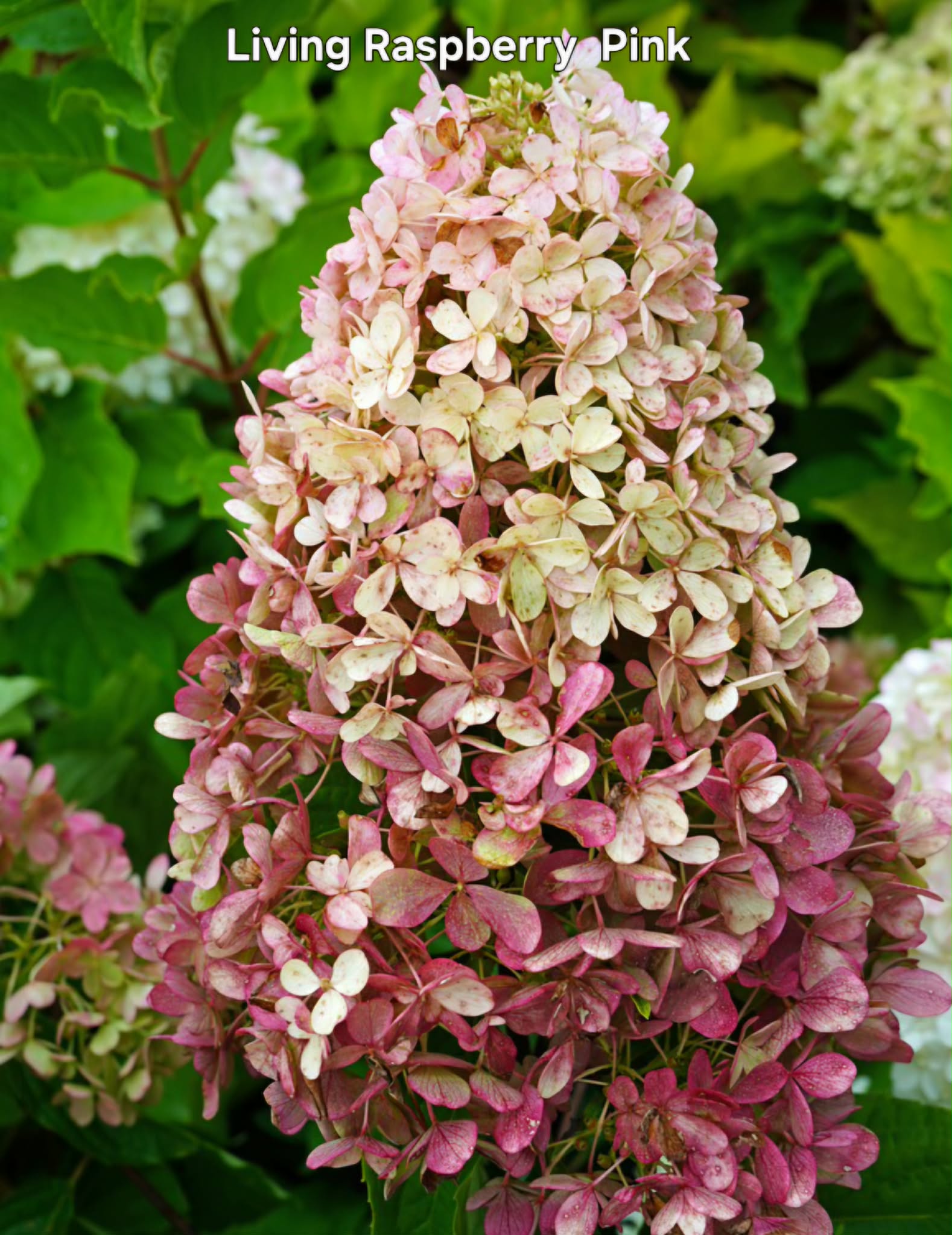 Bugás hortenzia-Hydrangea paniculata 'Living Raspberry Pink'