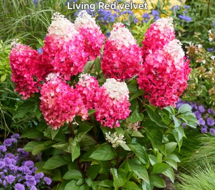 Bugás hortenzia-Hydrangea paniculata 'Living Red Velvet'
