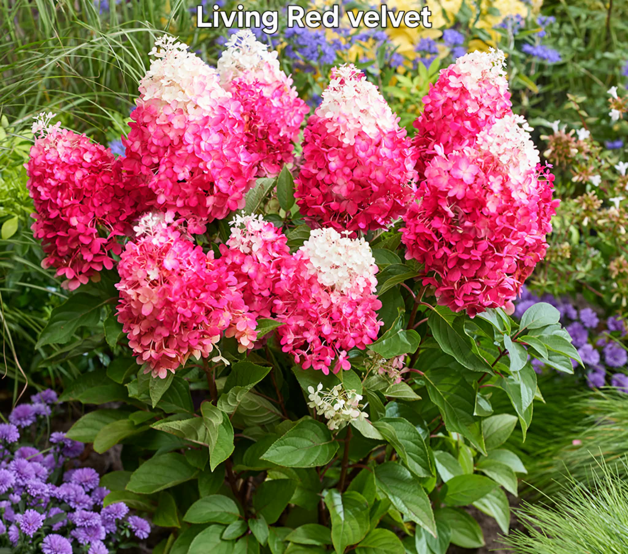 Bugás hortenzia-Hydrangea paniculata 'Living Red Velvet'