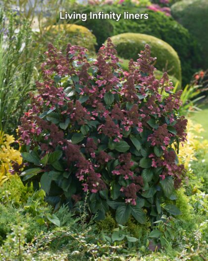 Bugás hortenzia-Hydrangea paniculata 'Living Infinity'