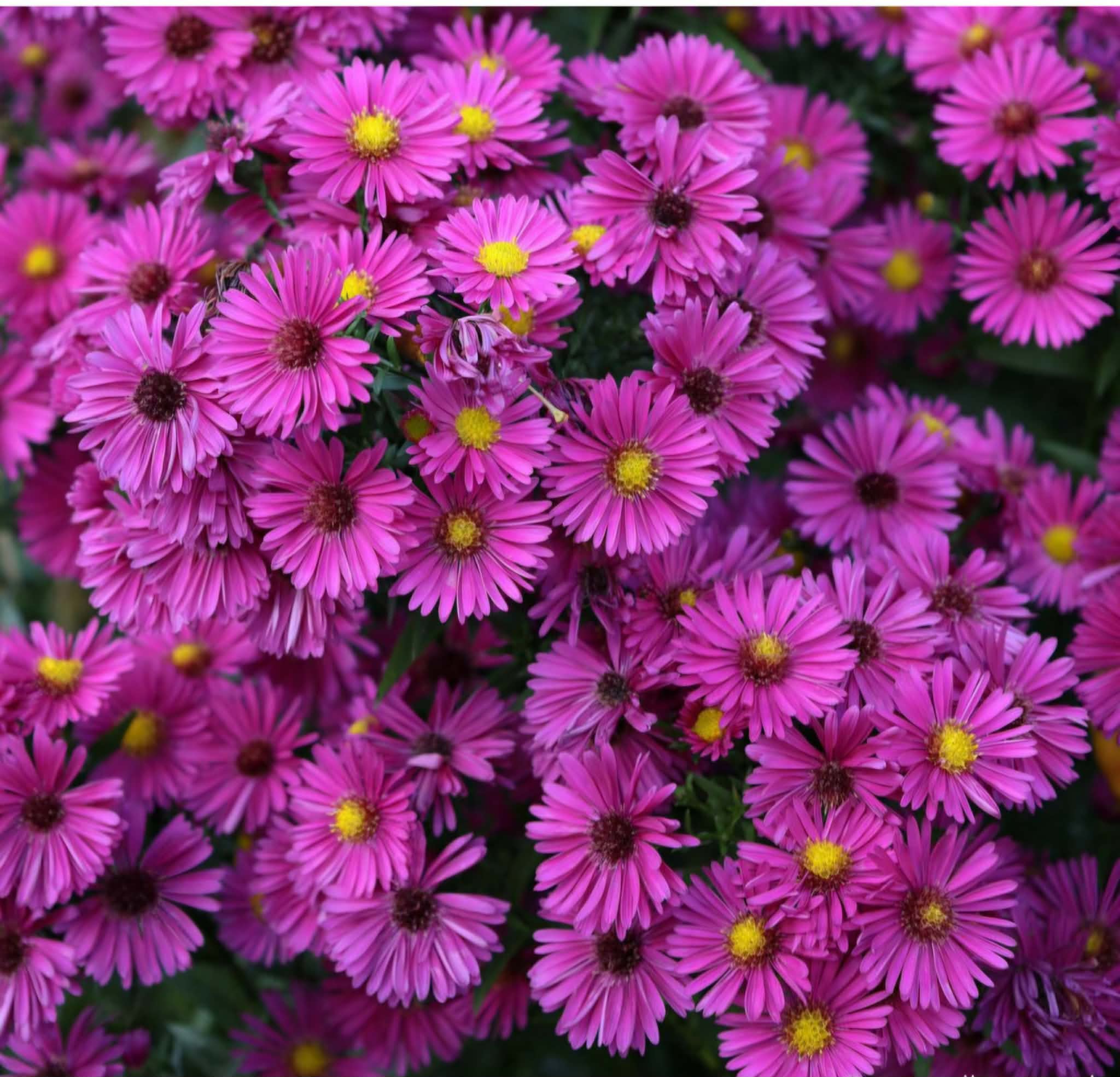 Törpe őszirózsa- Aster dumosus 'Jenny'