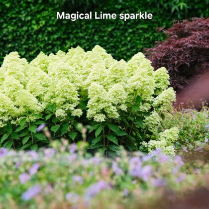 Bugás hortenzia-Hydrangea paniculata 'Magical Lime sparkle'
