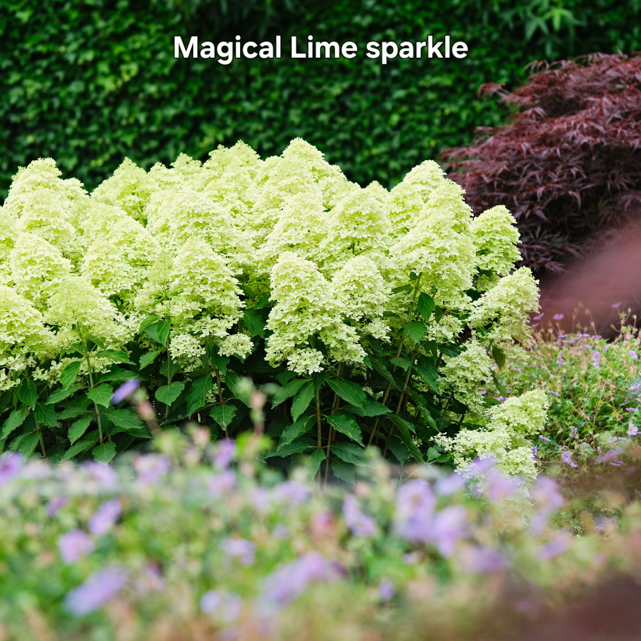 Bugás hortenzia-Hydrangea paniculata 'Magical Lime sparkle'