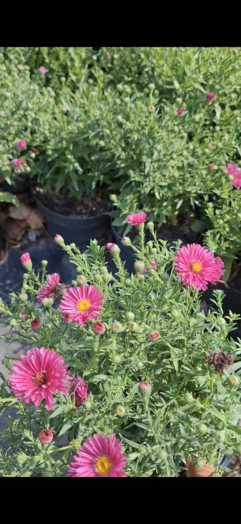 Törpe őszirózsa- Aster dumosus 'Jenny' - Image 2