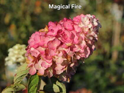 Bugás hortenzia-Hydrangea paniculata 'Magical Fire'