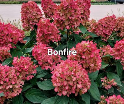 Bugás hortenzia-Hydrangea paniculata 'Bonfire'