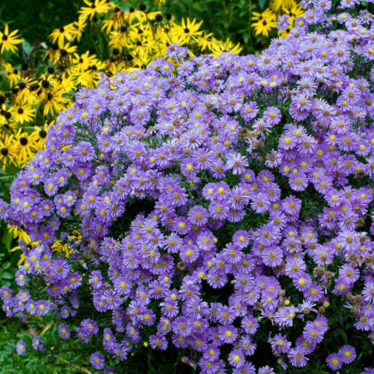 Törpe őszirózsa-Aster dumosus 'Purple'