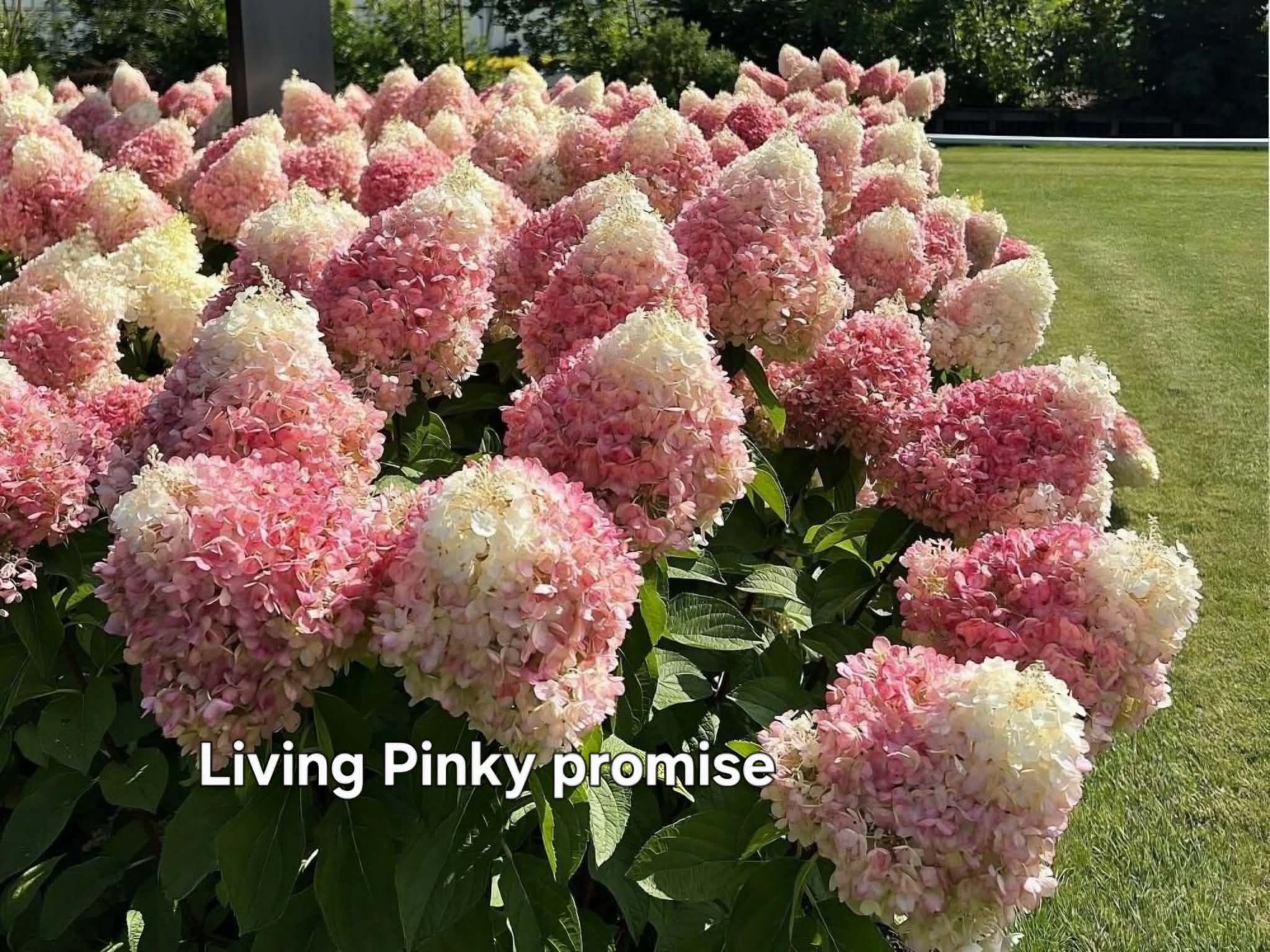 Bugás hortenzia-Hydrangea paniculata 'Pinky Promise'