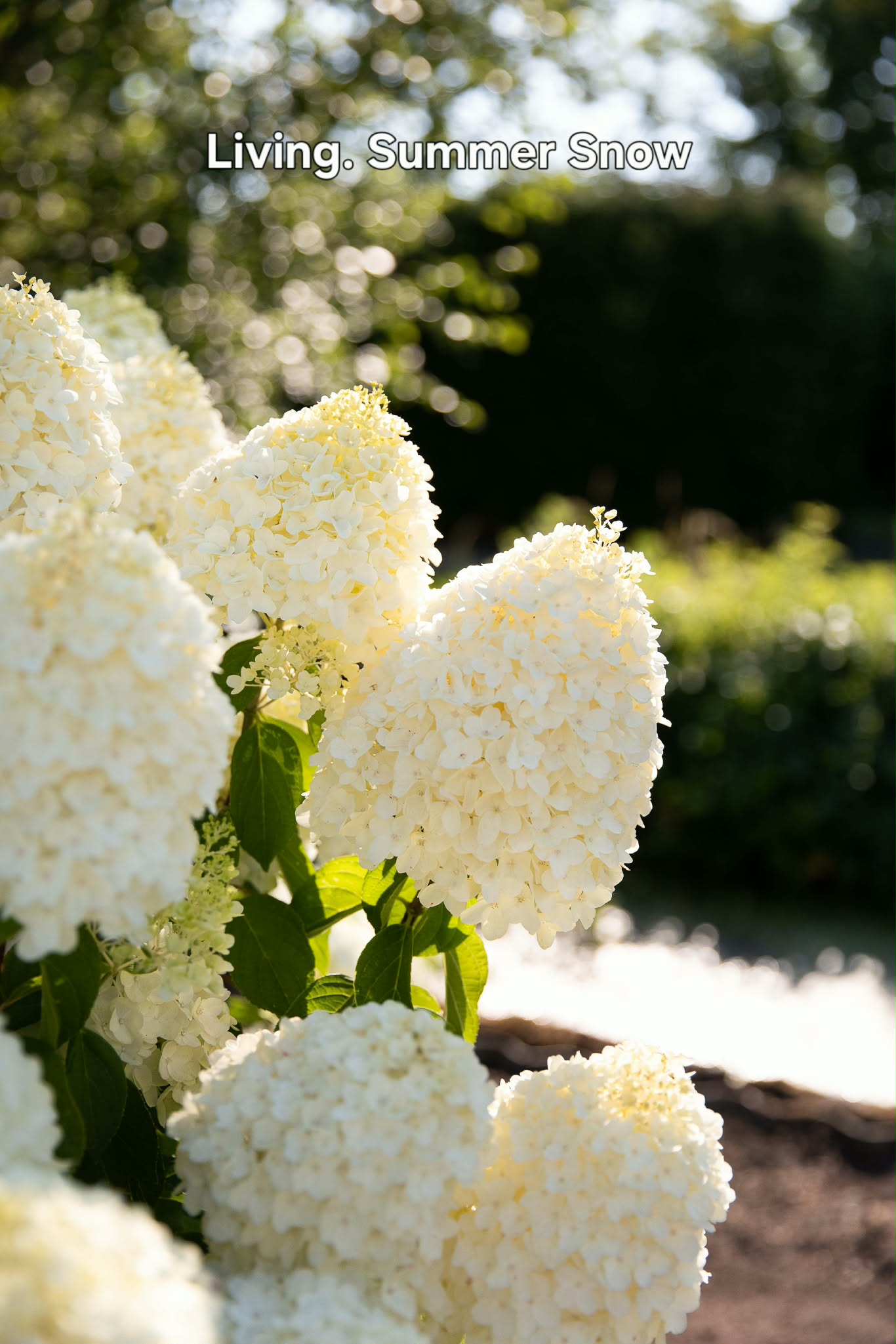 Bugás hortenzia-Hydrangea paniculata 'Summer Snow'
