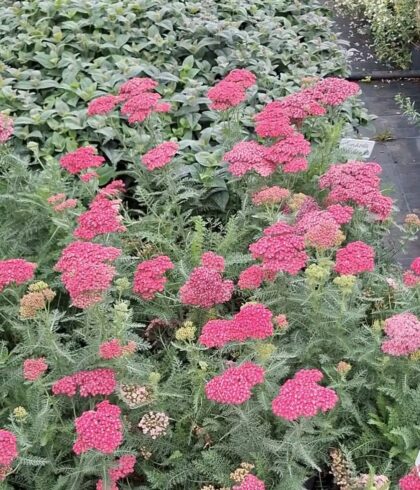 Cickafark - Achillea 'Dark Pink '